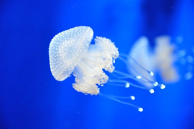 Free download Jellyfish Italy Aquarium free photo template to be edited with GIMP online image editor