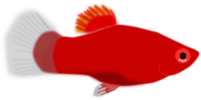Poisson Rouge Aquarium - Image gratuite sur Pixabay - Pixabay