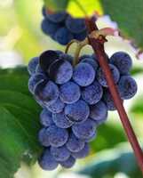 Free download 2016 09 28 Grapes Burkholder free photo or picture to be edited with GIMP online image editor