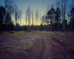 Free download 2017 11 04 0019 4000 No AA Aspen Forest West San Francisco Peaks Wet Scan Better Scanning Holder 20x 16 Final free photo or picture to be edited with GIMP online image editor