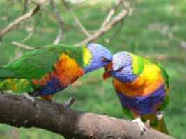 2birds GIMP online editor free Free download 2birds free photo or picture to be edited with GIMP online image editor