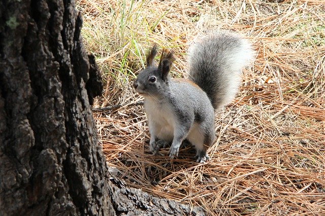 Free download AbertS Squirrel Alpine -  free free photo or picture to be edited with GIMP online image editor