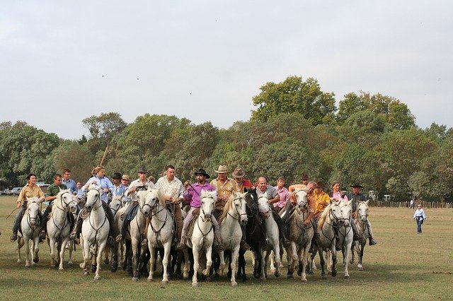 Free download Abrivado Horses Camargue -  free photo or picture to be edited with GIMP online image editor