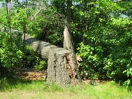 Free download A Broken Tree at Meshanticut State Park free photo or picture to be edited with GIMP online image editor