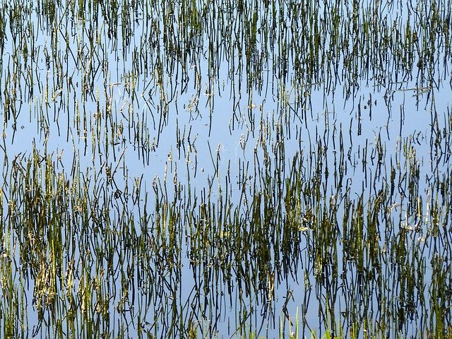 Free download Abstract Horsetails Aquatic Plants -  free photo or picture to be edited with GIMP online image editor