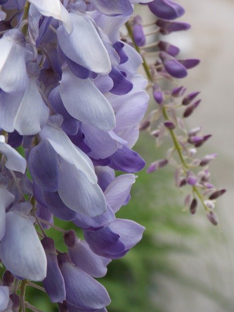 Free download Acacia Wisteria Spring -  free photo or picture to be edited with GIMP online image editor