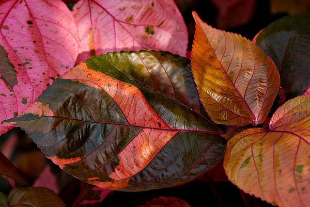 Free download acalypha wilkensia flora nature free picture to be edited with GIMP free online image editor