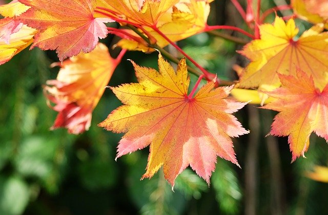 Free download Acer Maple Autumn -  free photo or picture to be edited with GIMP online image editor