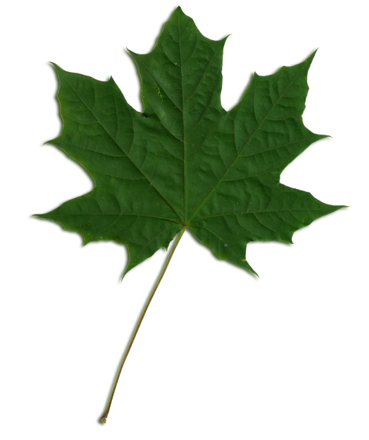 Free download Acer Pseudoplatanus Sycamore -  free illustration to be edited with GIMP free online image editor