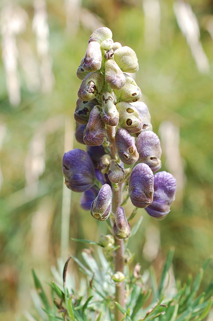 Free download aconite toxic mountain hiking free picture to be edited with GIMP free online image editor