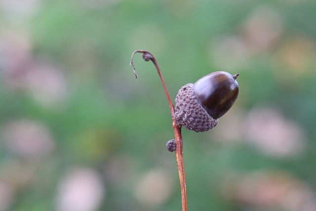 Free download acorn fall fruit macro nature free picture to be edited with GIMP free online image editor