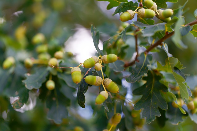 Free download acorn green forest nature seeds free picture to be edited with GIMP free online image editor