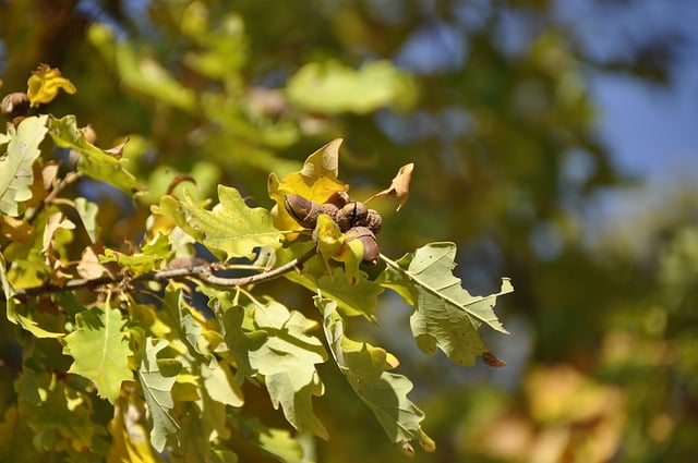 Free download acorn tree oak fruits autumn free picture to be edited with GIMP free online image editor