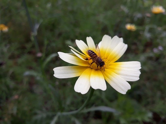 Download gratuito A Daisy Flower Bees Chrysanthemum - foto o immagine gratuita da modificare con l'editor di immagini online di GIMP