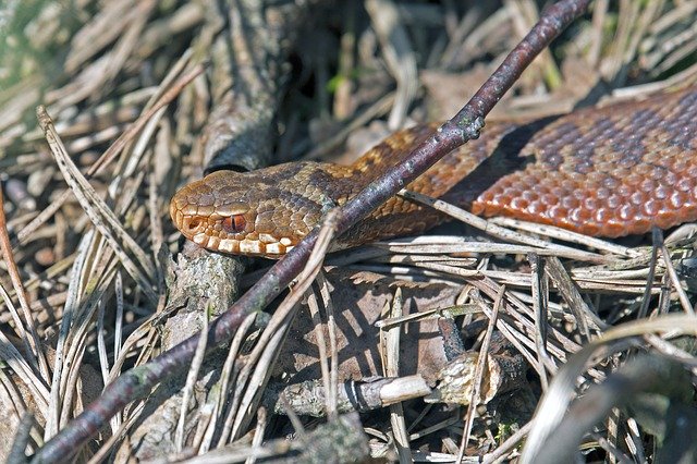 Free download Adder Snake Moor -  free photo or picture to be edited with GIMP online image editor