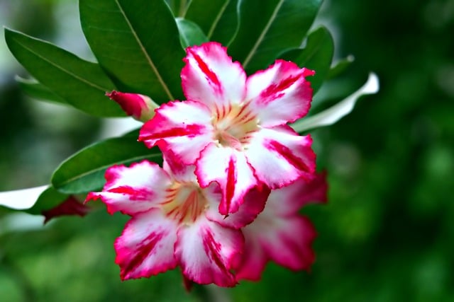 Free download adenium desert roses pink flowers free picture to be edited with GIMP free online image editor