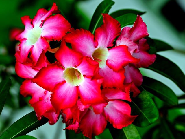 Free download adenium flower flora nature petals free picture to be edited with GIMP free online image editor