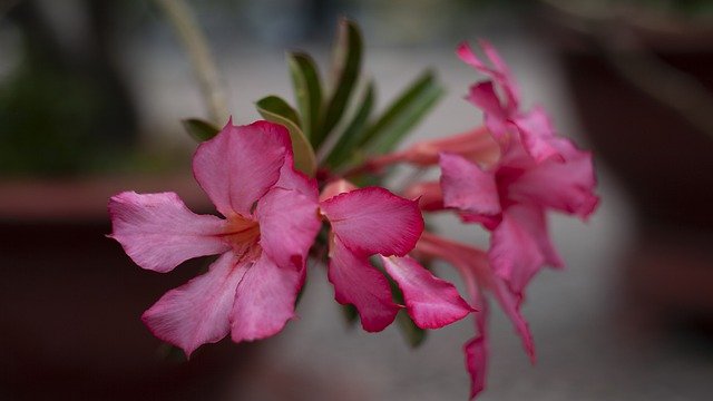 Free download adenium obesum pink flowers adenium free picture to be edited with GIMP free online image editor