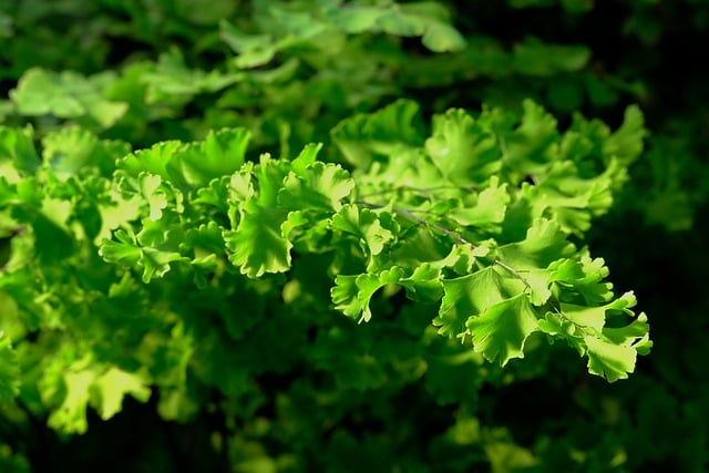 Free download adiantum maidenhair fern leaves free picture to be edited with GIMP free online image editor