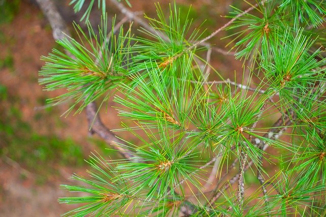 Free download Adirondacks Pine Needle -  free photo or picture to be edited with GIMP online image editor