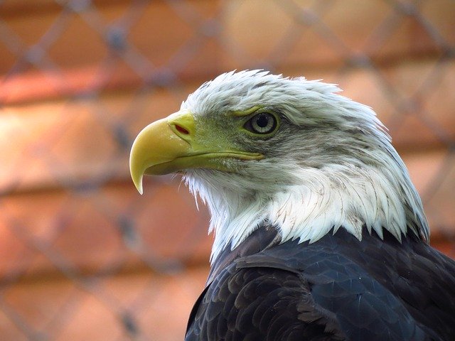 Free download Adler Raptor Nature Wildlife -  free photo or picture to be edited with GIMP online image editor