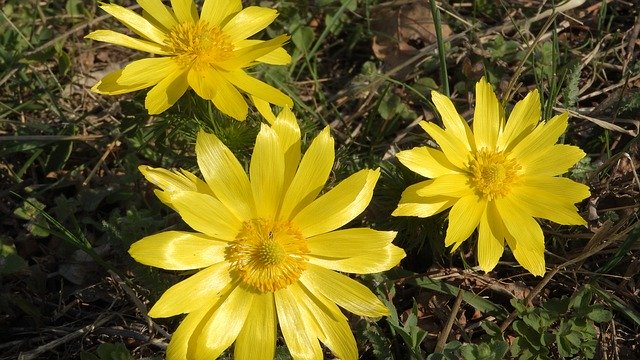 Free download Adonis Vernalis Hlavacek -  free photo or picture to be edited with GIMP online image editor