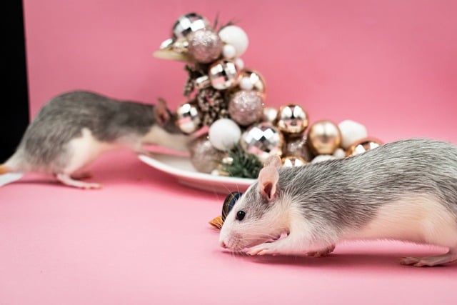 Free download adorable rats christmas decor free picture to be edited with GIMP free online image editor