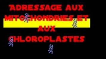 Free download Adressage aux mitochondries et aux chloroplastes free photo or picture to be edited with GIMP online image editor