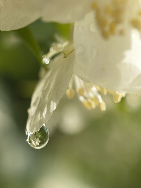 Скачать бесплатно A Drop Of Jasmine White - бесплатное фото или изображение для редактирования с помощью онлайн-редактора изображений GIMP