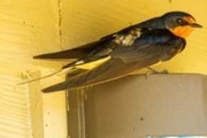 Free download adult-barn-swallow-5401032_960_720 free photo or picture to be edited with GIMP online image editor