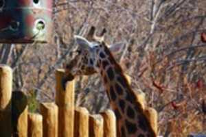 Free download Adult Giraffe at Hogle Zoo free photo or picture to be edited with GIMP online image editor