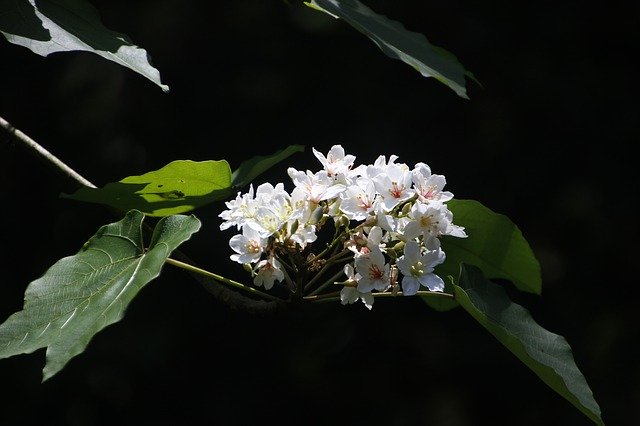 Free download Aegiceras Tung Flowers Full -  free photo or picture to be edited with GIMP online image editor