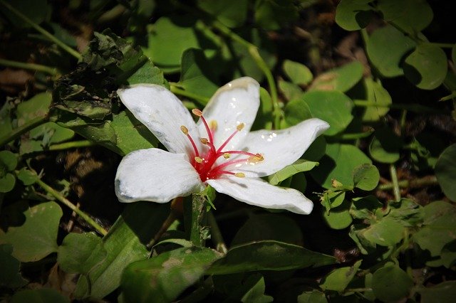 Free download Aegiceras Tung Flowers White -  free photo or picture to be edited with GIMP online image editor