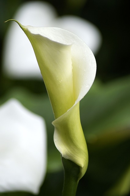 Free download aethiopica calla hy lily striking free picture to be edited with GIMP free online image editor