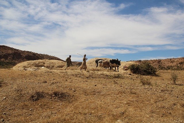 Free download africa eritrea agriculture ox free picture to be edited with GIMP free online image editor