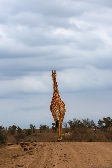 Free download africa giraffe tail safari free picture to be edited with GIMP free online image editor