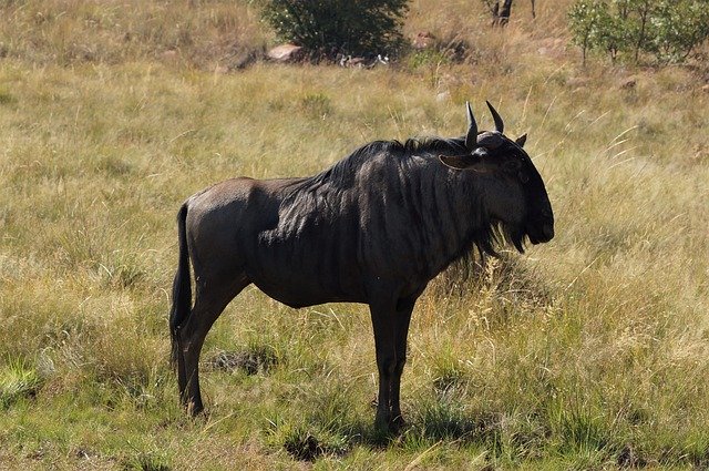 Free download Africa Gnu Animal World -  free photo or picture to be edited with GIMP online image editor