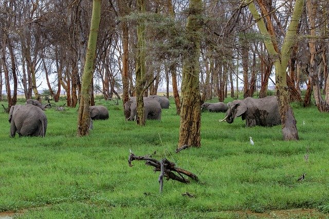 Free download Africa Kenya Amboseli -  free photo or picture to be edited with GIMP online image editor