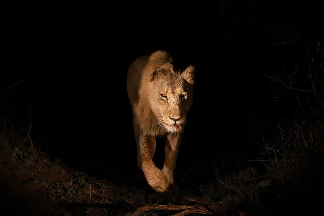 Free download africa lion big cat predator night free picture to be edited with GIMP free online image editor