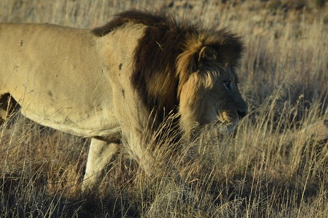 Free download Africa Lion Predator -  free photo or picture to be edited with GIMP online image editor