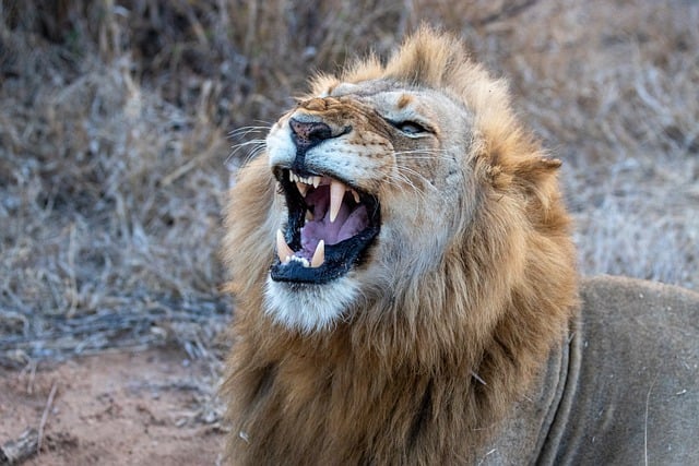 Free download africa lion teeth mane tongue free picture to be edited with GIMP free online image editor