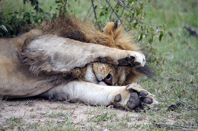 Free download Africa Lion Tired -  free photo or picture to be edited with GIMP online image editor