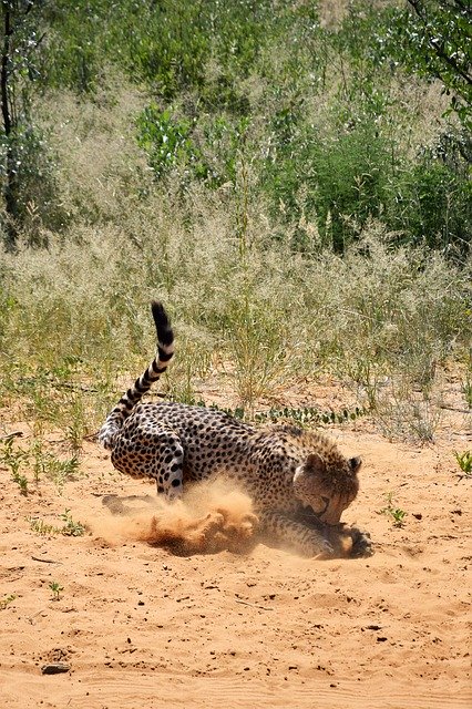 Free download Africa Namibia Cheetah -  free photo or picture to be edited with GIMP online image editor