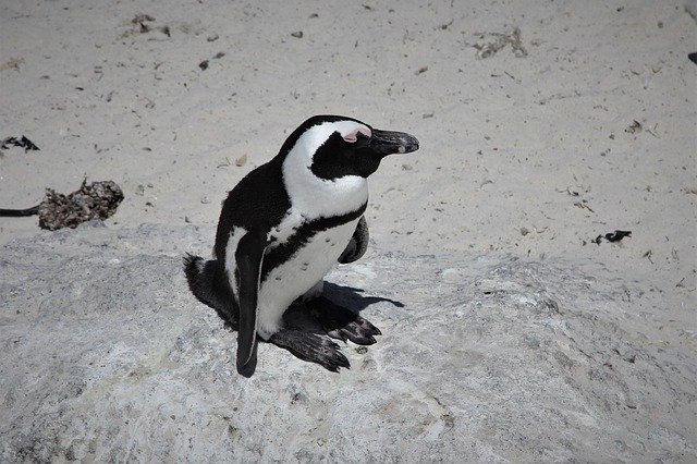 Ücretsiz indir Afrika Jackass Pengueni - GIMP çevrimiçi resim düzenleyiciyle düzenlenecek ücretsiz fotoğraf veya resim