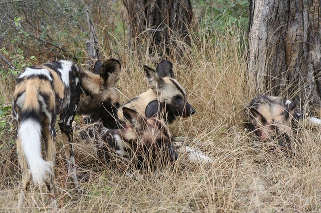 Free download African Wild Dog Africa Nature free photo template to be edited with GIMP online image editor