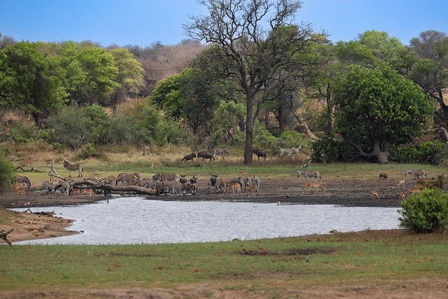 Free download africa water hole zebras kiss free picture to be edited with GIMP free online image editor