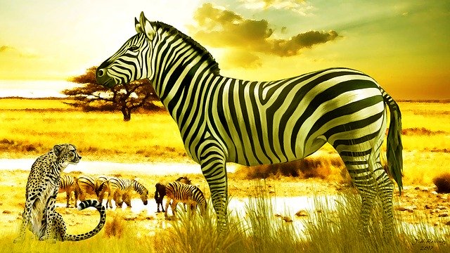 Free download Africa Zebra Savannah -  free illustration to be edited with GIMP free online image editor