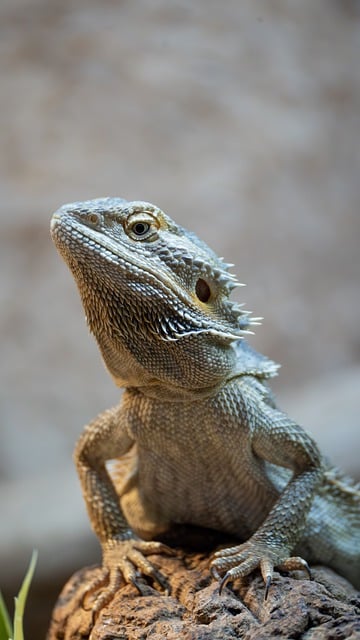 Free download agame bearded dragon nature reptile free picture to be edited with GIMP free online image editor