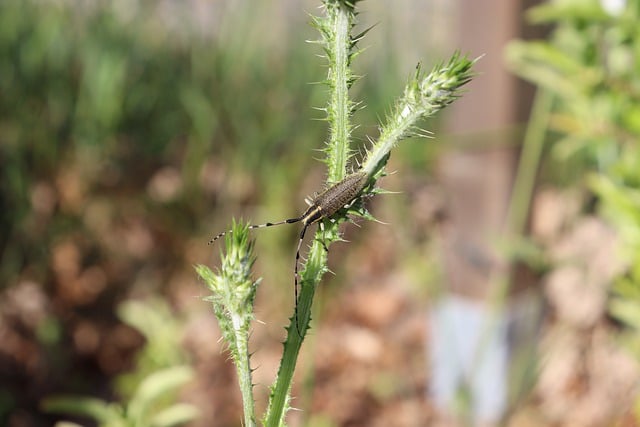 Free download agapanthia villosoviridescens free picture to be edited with GIMP free online image editor