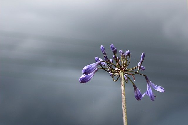 Free download Agapanthus Sky Blue -  free photo or picture to be edited with GIMP online image editor